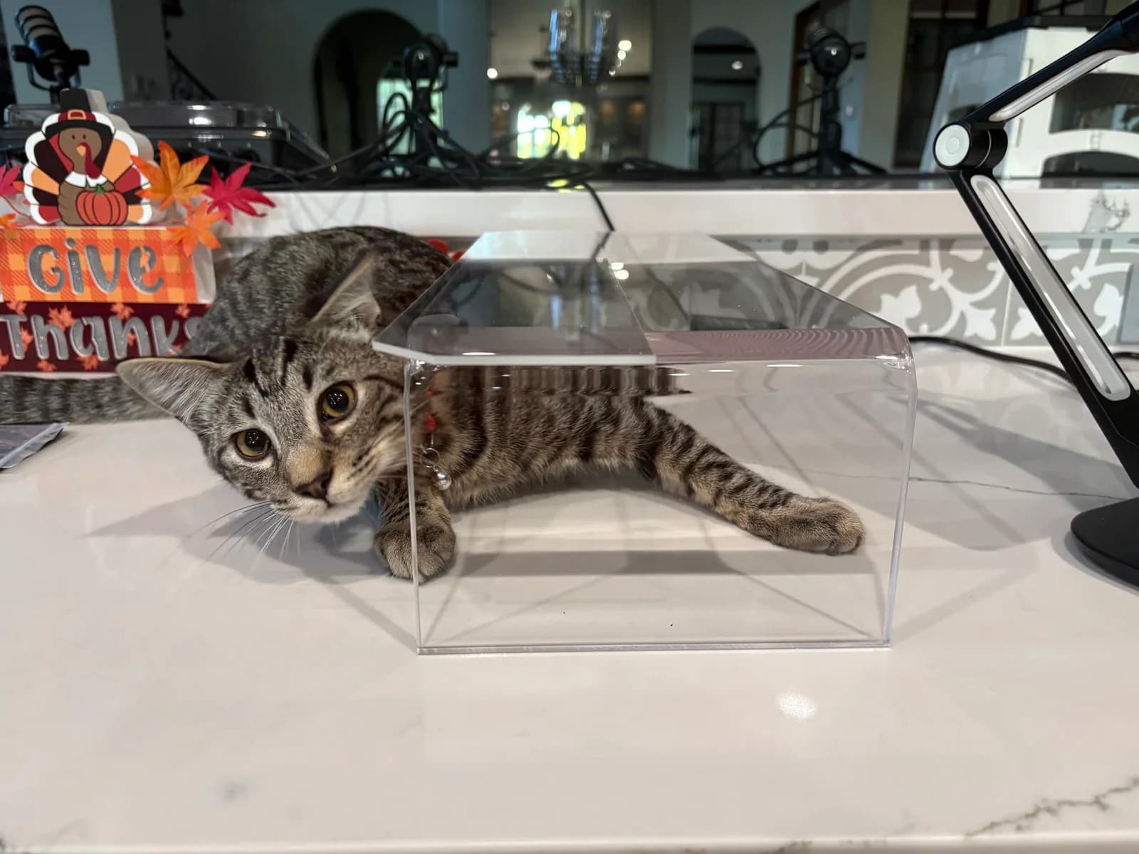 Anti-Cat Keyboard Protector
